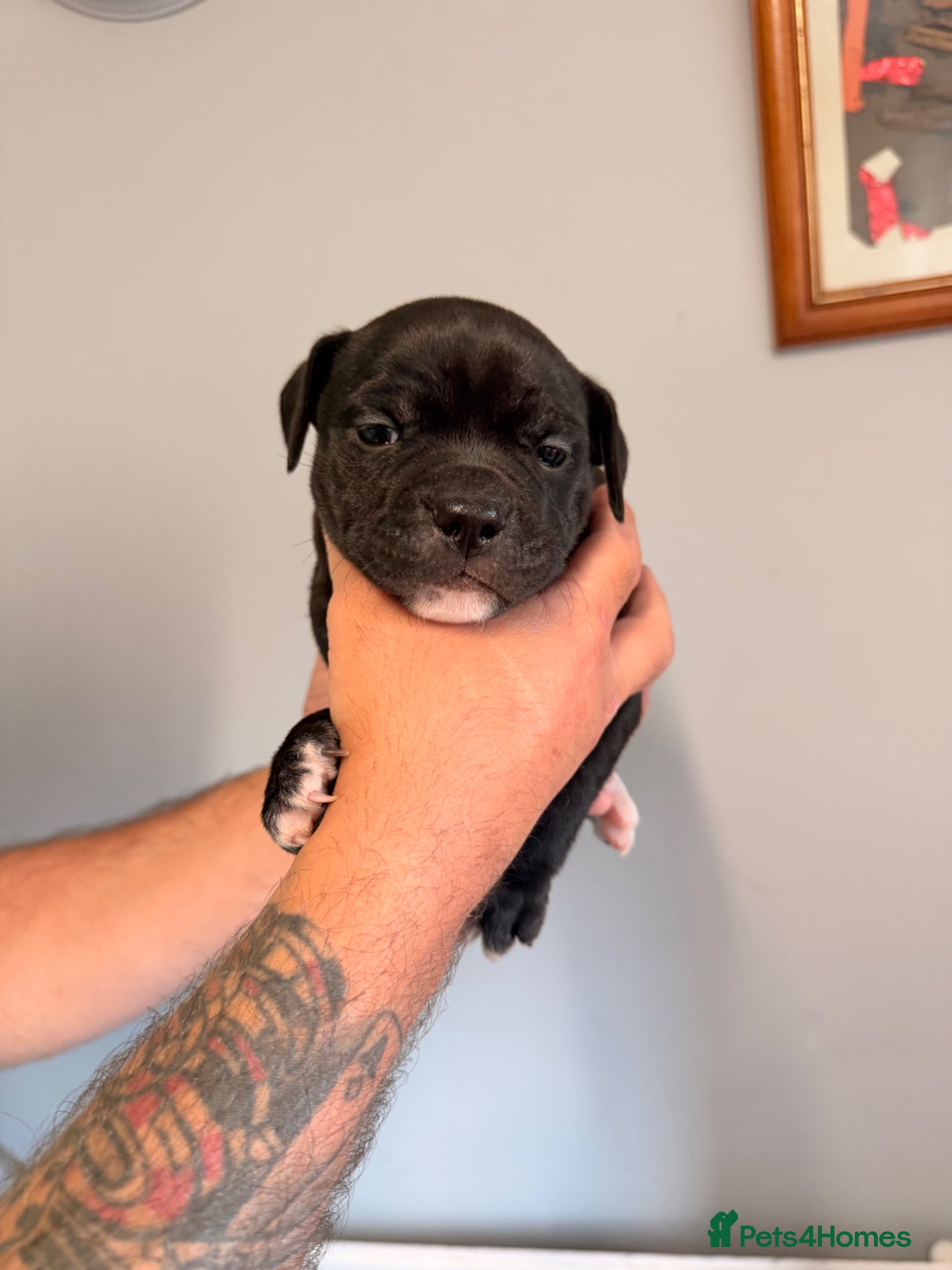 Staffordshire Bull Terrier dogs 5 beautiful staffy pups  - Advert 6