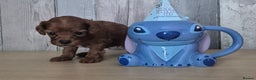 Cavapoo dogs for sale: TINY TOY CAVAPOO HEALTH TESTED  - Advert 4