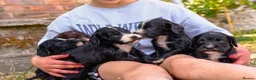 Cocker Spaniel dogs for sale: Beautiful Black and Chocolate Cocker Spaniel KCReg - Advert 6