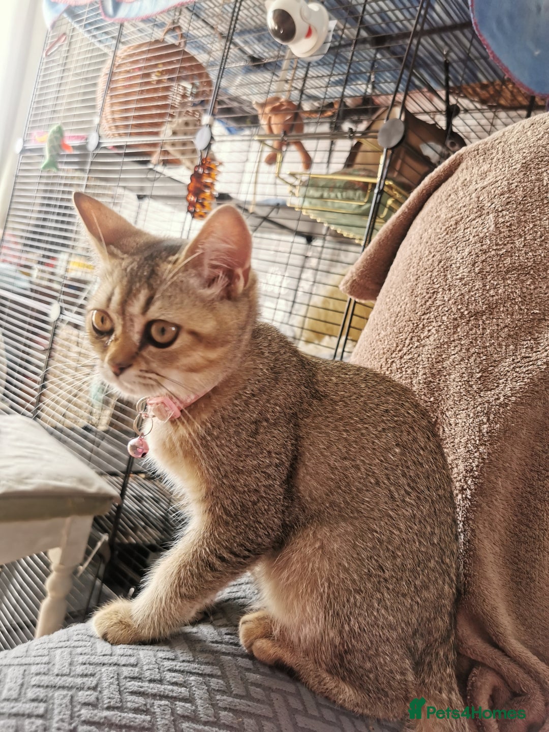 Scottish Fold cats for sale:  Scottish Fold & females   in Hull - Image 17