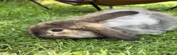 Mixed Breed rabbits for sale: Lop x lion head in London - Advert 10