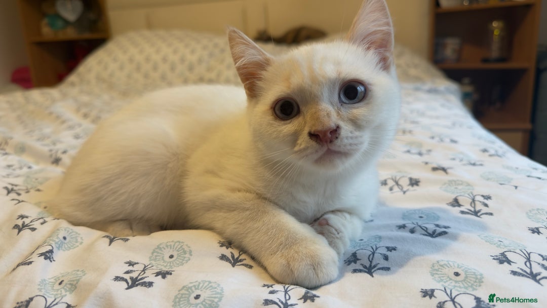 British Shorthair cats for sale: 5 BSH kittens available - Image 11