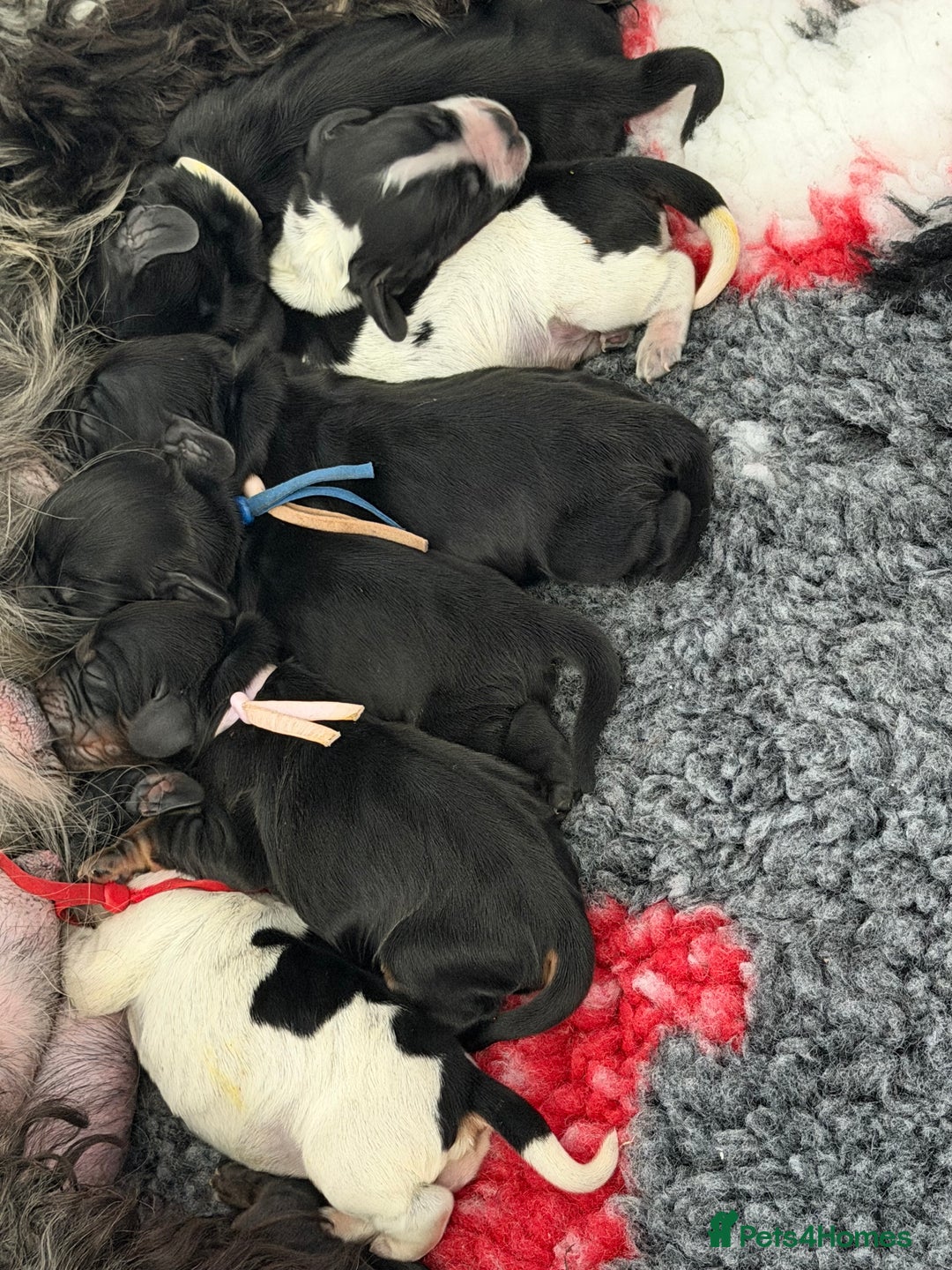 Cocker Spaniel dogs for sale: KC Registered Show Cocker puppies  - Advert 4
