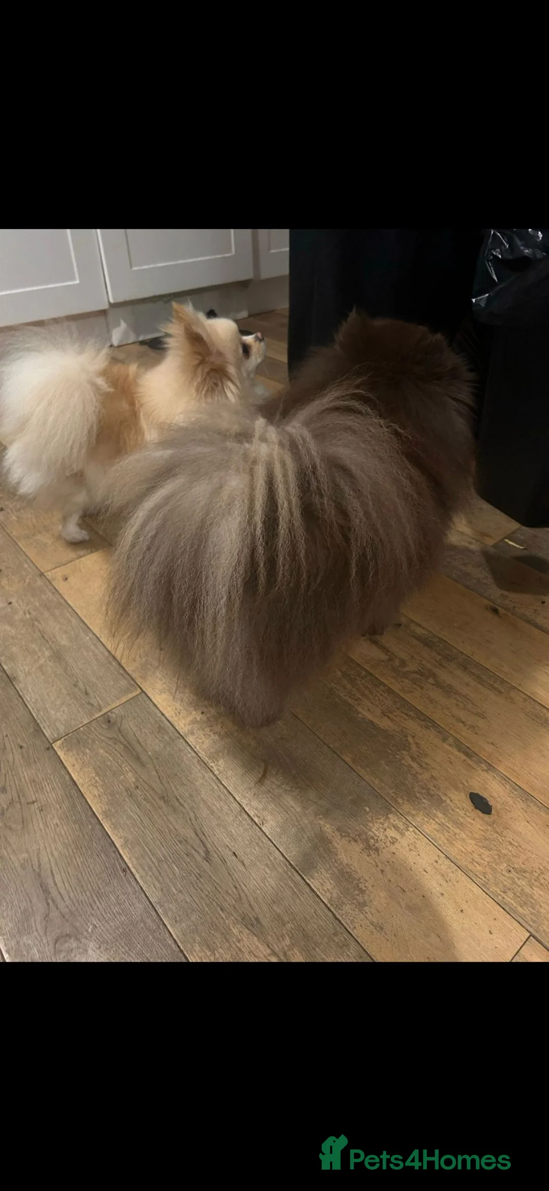 Pomeranian dogs for sale: 2 pomeranian for sale  in Croydon - Advert 6