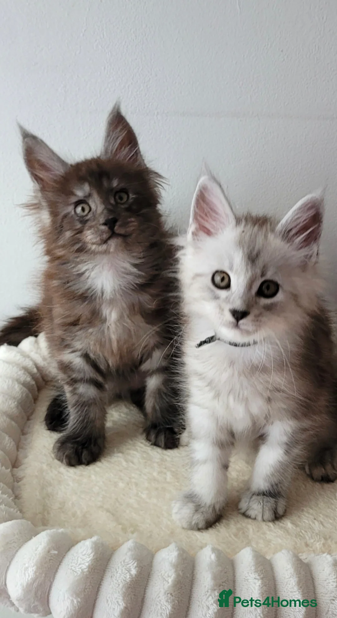 Maine Coon cats for sale: Tica registered Maine coon kittens  - Advert 17