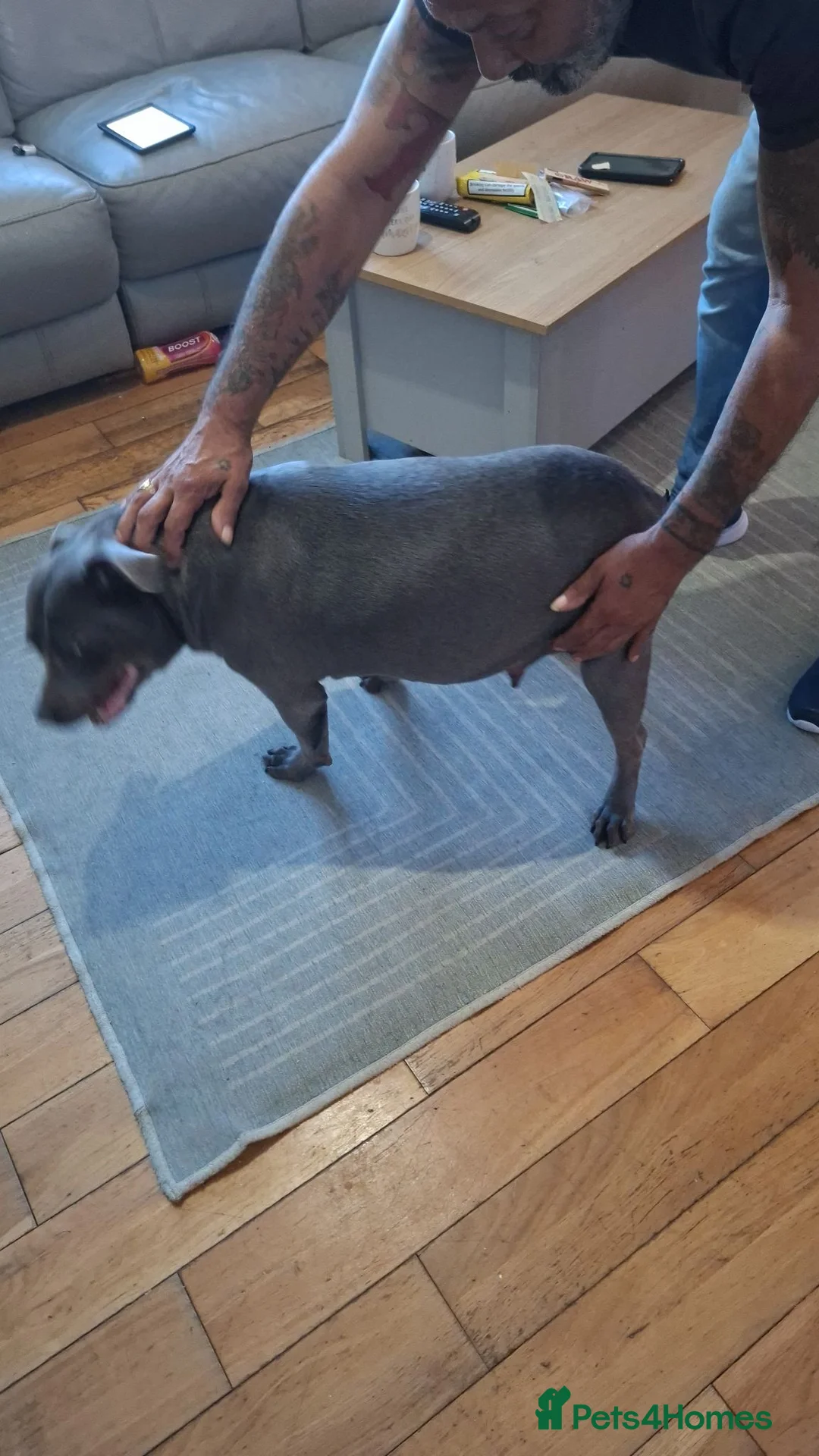 Staffordshire Bull Terrier dogs for sale: KC Registered Staffordshire Bull Terrier in South Ockendon - Advert 3