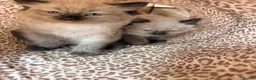 Ragdoll cats for sale: Stunning ragdoll kittens ready now  - Advert 10