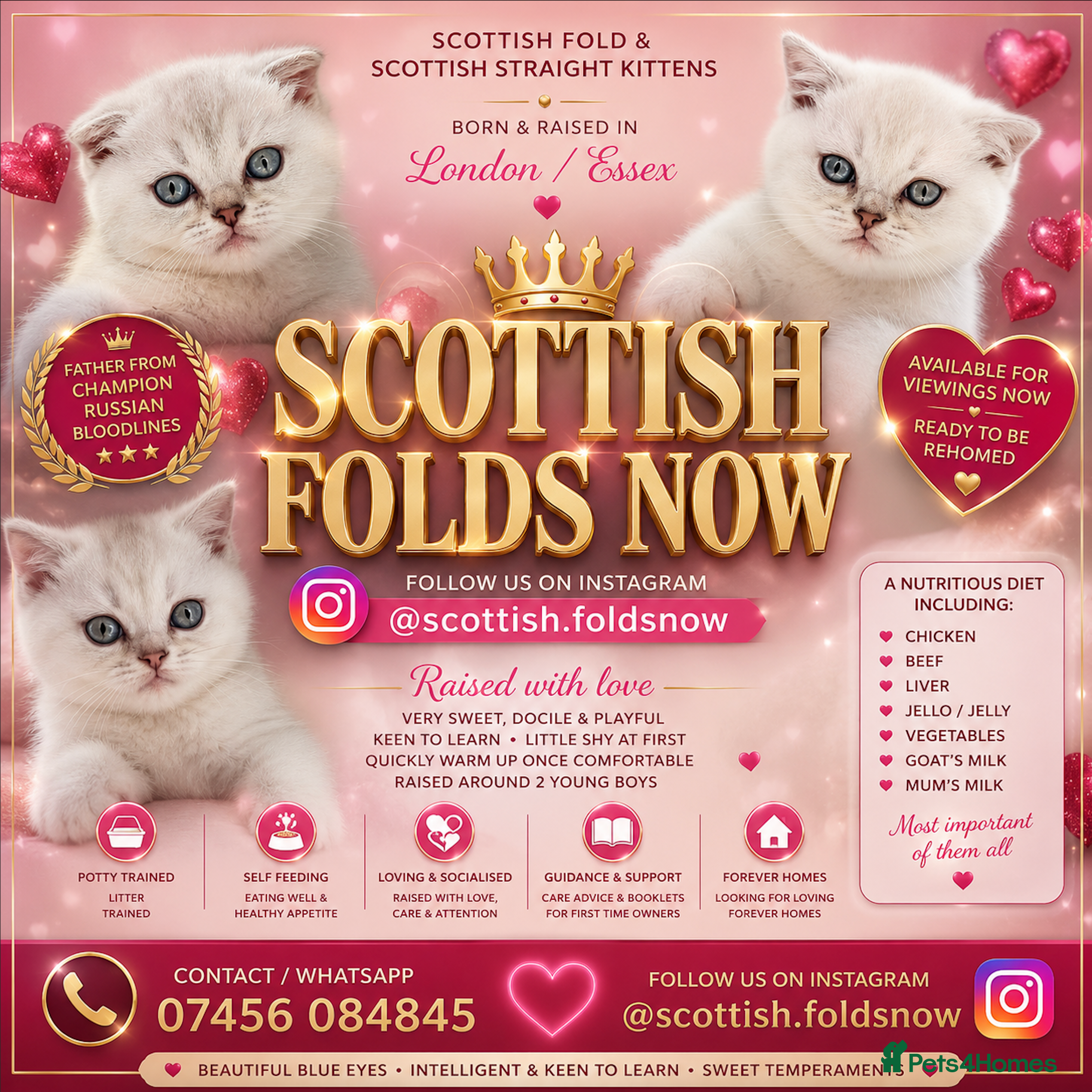 Scottish Fold cats  Rare White Scottish Fold Kittens With Blue Eyes🩵 - Advert 1