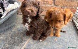 Cockapoo dogs for sale: F1 Adorable CockerPoo Puppies  - Image 1