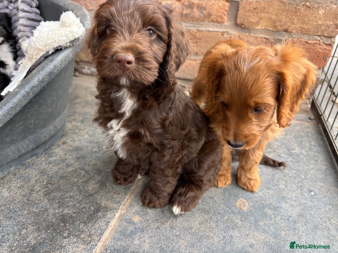 Cockapoo dogs for sale: F1 Adorable CockerPoo Puppies  - Image 1
