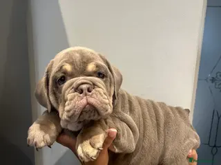 English Bulldog dogs English bulldogs - Advert 1