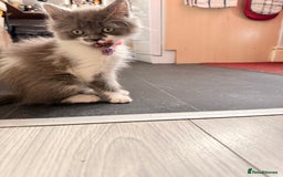 Ragdoll cats for sale: Beautiful Ragdoll girl  - Image 9