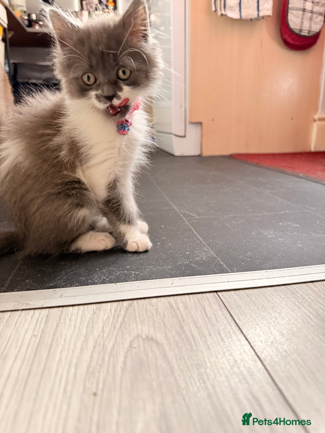 Ragdoll cats for sale: Beautiful Ragdoll girl  - Image 9