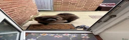 Chow Chow dogs for sale: Pluto in Towcester - Advert 4