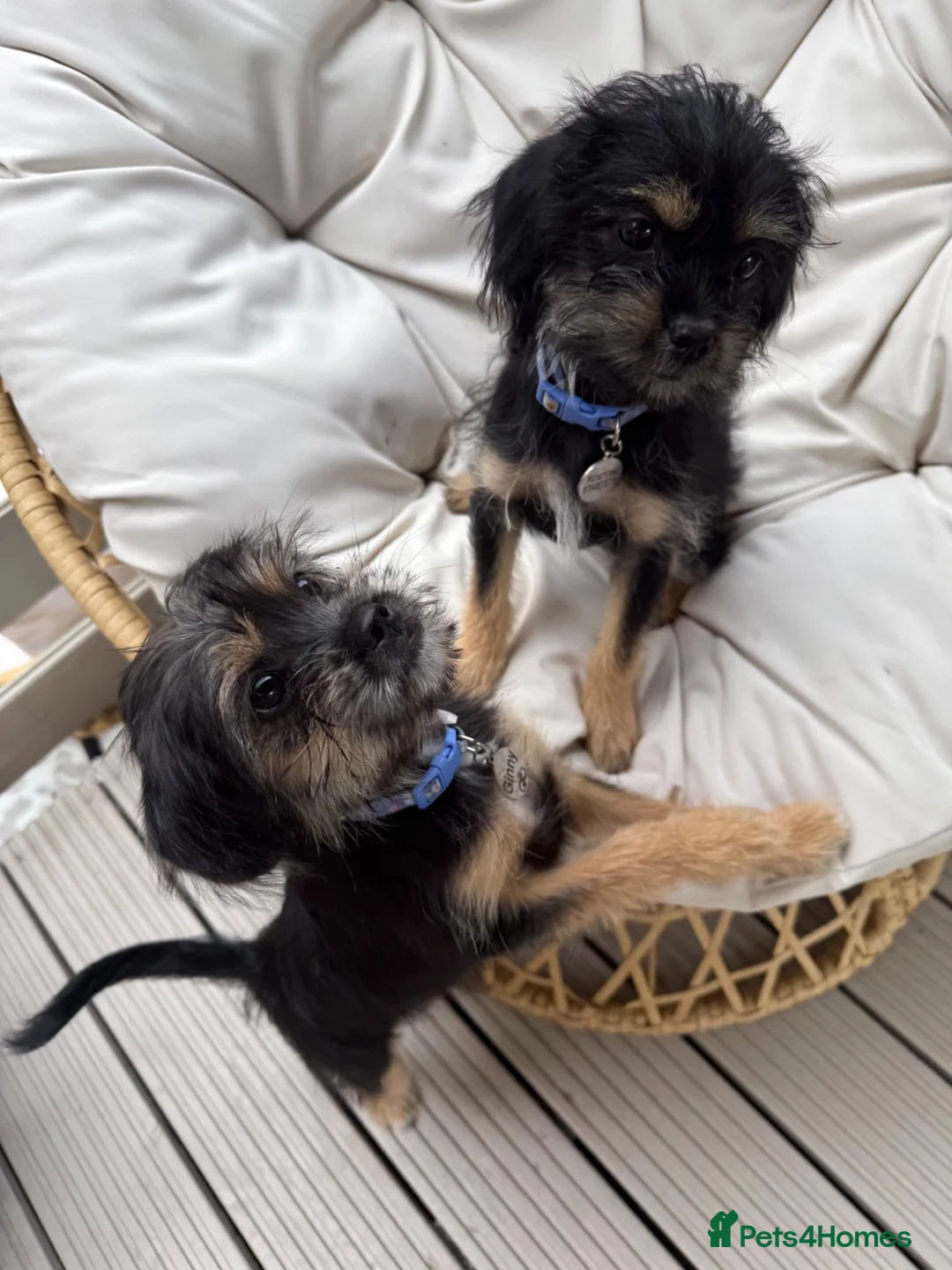 Mixed Breed dogs for sale: 2 Female Puppies - Advert 2
