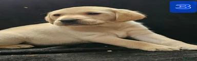 Labrador Retriever 3