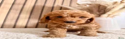 Cockapoo dogs for sale: F1B Red cockapoo puppies  in Bridgend - Advert 11