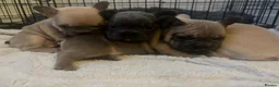 French Bulldog dogs for sale: French bulldog puppies  - Advert 4