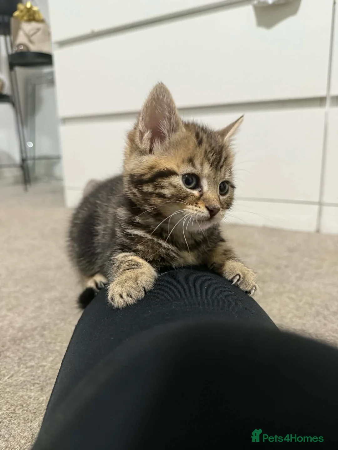 Mixed Breed cats for sale: Kittens ready to go - Advert 9