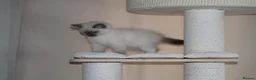 Ragdoll cats for sale: Beautiful ragdoll kittens in Manchester - Advert 12