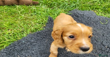 Cocker Spaniel dogs - Advert 10