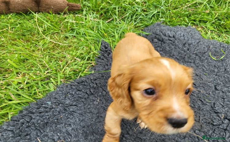 Cocker Spaniel dogs - Advert 14