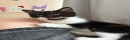 Mixed Breed cats for sale: Black and White Fluffy Male Kitten - Advert 5
