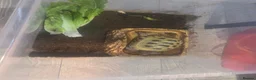 Tortoise reptiles for sale: Horsefield Tortoise Male 6 Year Old  in Doncaster - Advert 4