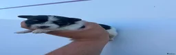 Jack Russell dogs for sale: 5 adorable Jack Russell puppies 🐶❤️ - Advert 13