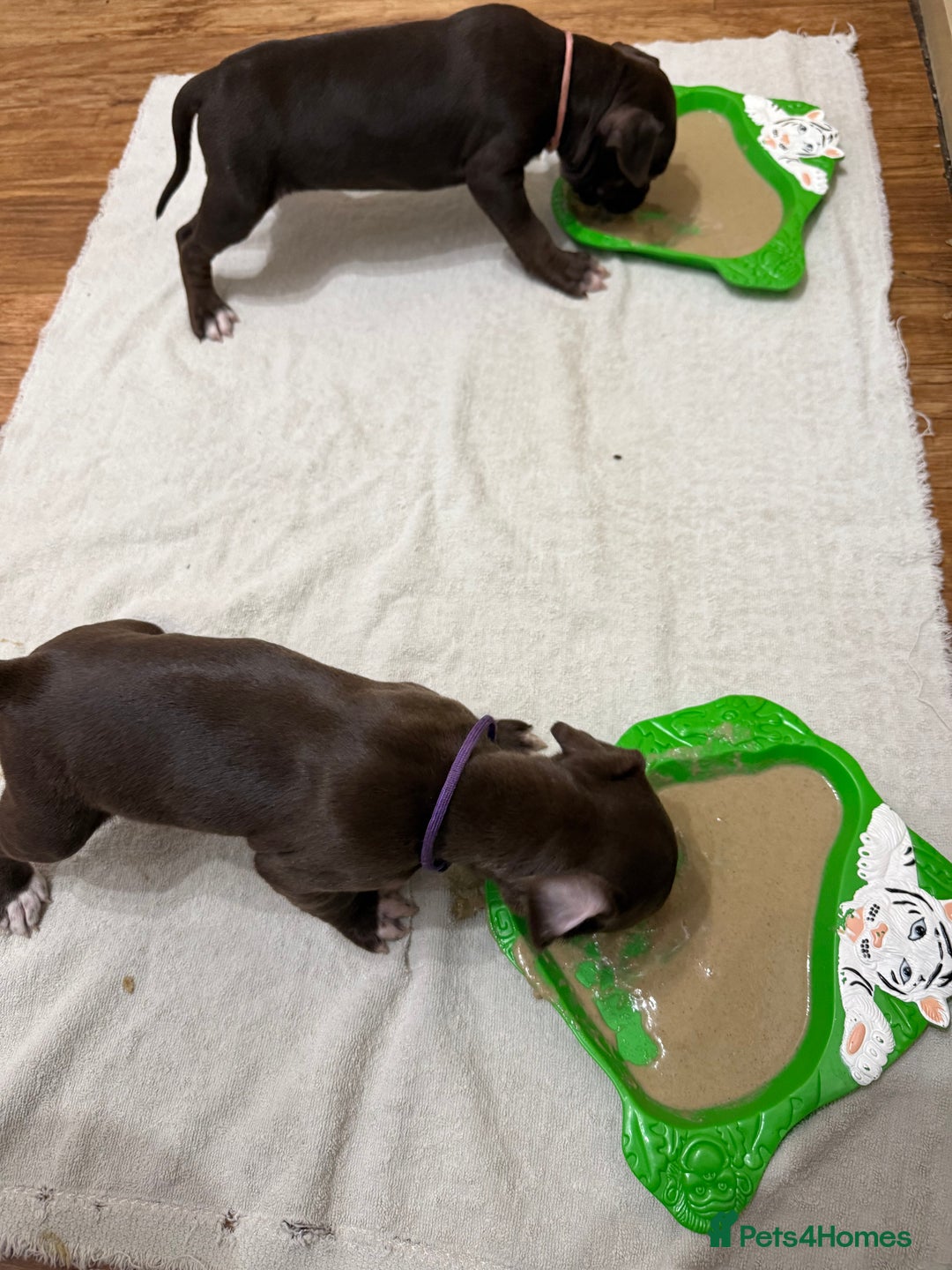 American Bull Staffy dogs for sale: Staffy Bull Puppies - Advert 14