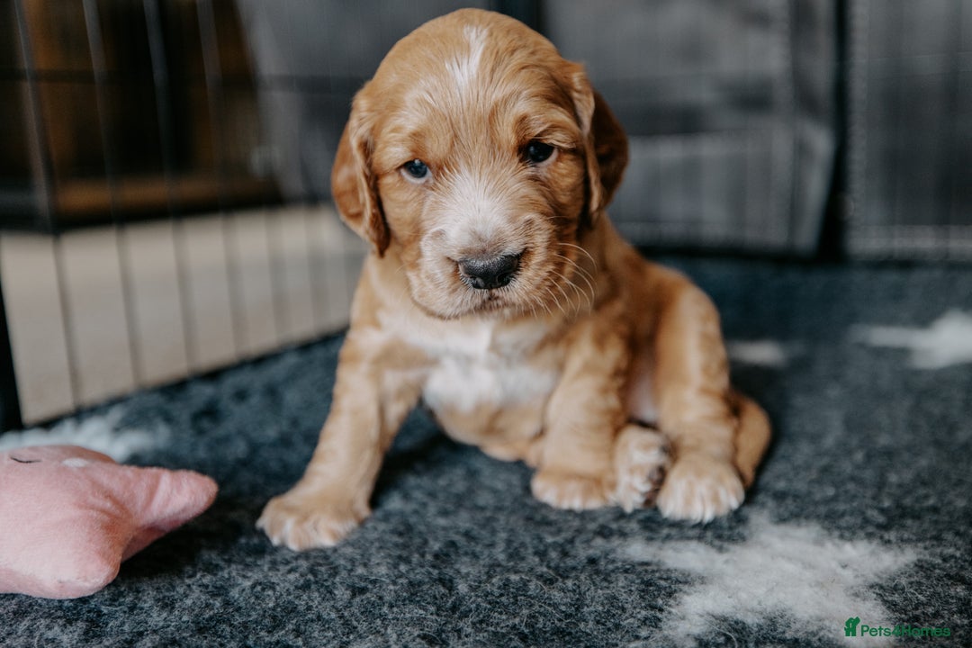 Cocker Spaniel dogs for sale: Stunning Cocker Spaniels - Image 5
