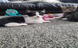 British Shorthair cats for sale: Beautiful kittens for sale  - Image 7