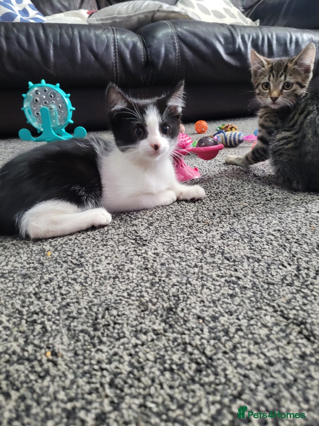 British Shorthair cats for sale: Beautiful kittens for sale  - Image 7