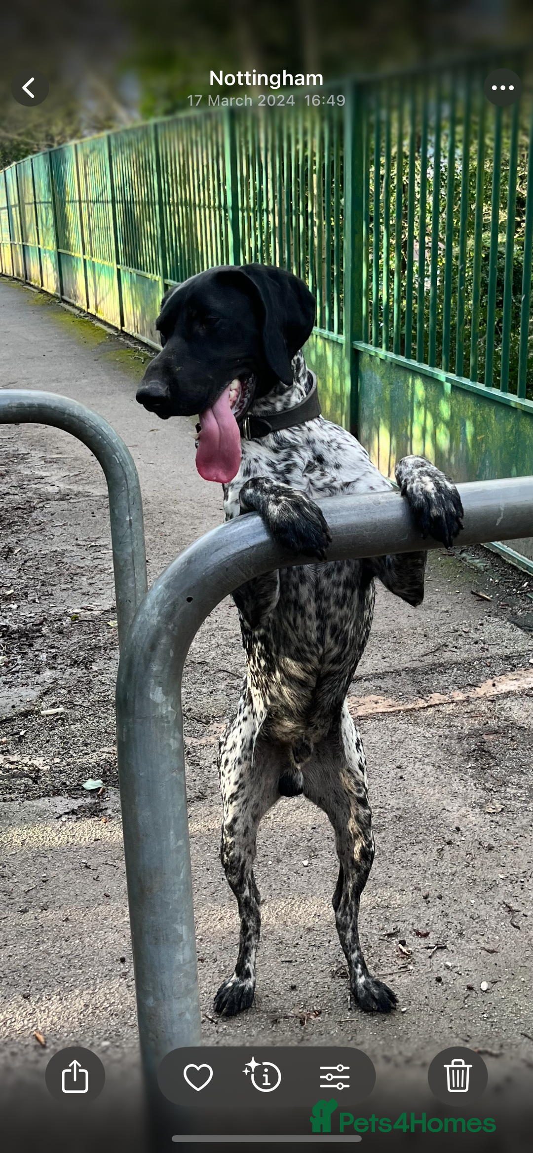 German Shorthaired Pointer dogs for stud: Proven - B + W KC German Shorthaired Pointer stud  - Image 5