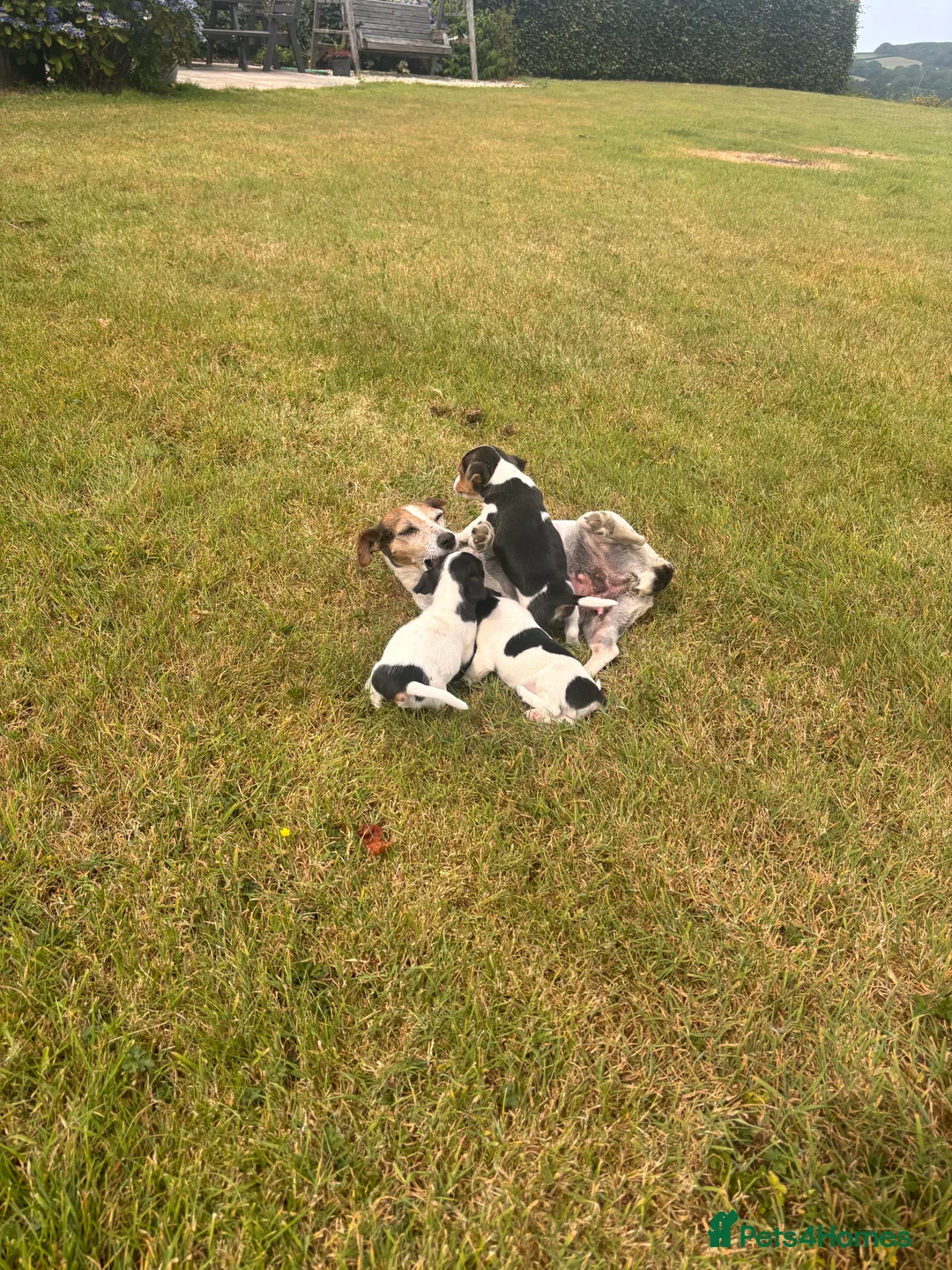 Jack Russell dogs for sale: Jack Russell Puppies For Sale in Launceston - Advert 2