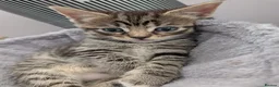 Siberian cats for sale: Adorable Siberian Kittens  - Advert 11