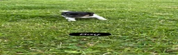 Jack Russell dogs for sale: Traditional Jack Russells - Advert 9