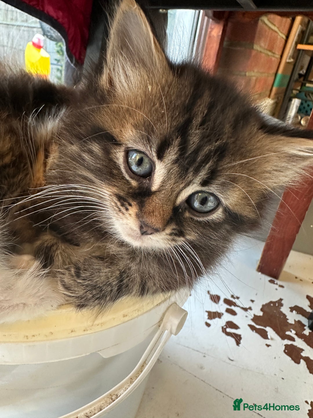 Mixed Breed cats for sale: Ragdoll Cross Kittens, 2 boys 1 girl - Advert 15