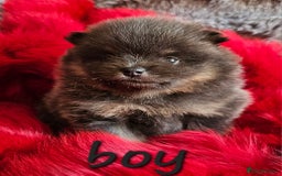 Pomeranian dogs for sale: orange girl 🩷and blue&tan boy 💙available  - Image 6