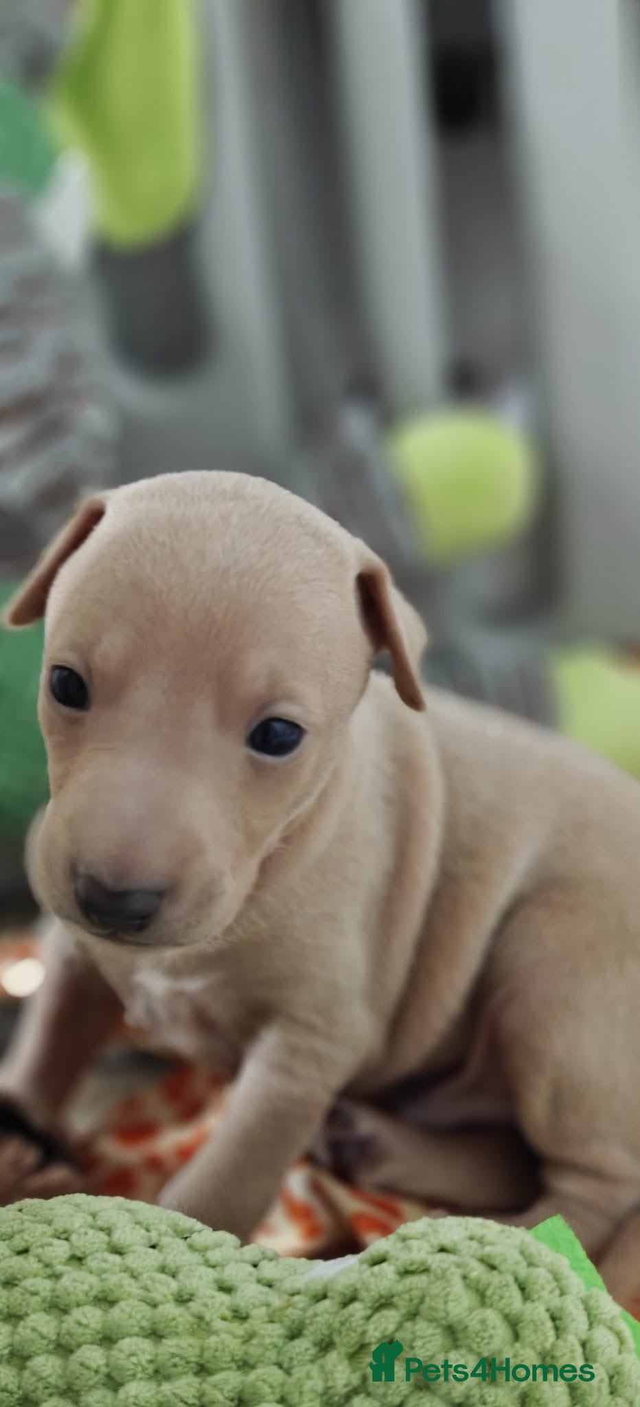 Italian Greyhound dogs KC Registered - European Lineage - Health Tested  - Advert 5