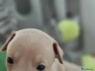 Italian Greyhound dogs KC Registered - European Lineage - Health Tested - Advert 5