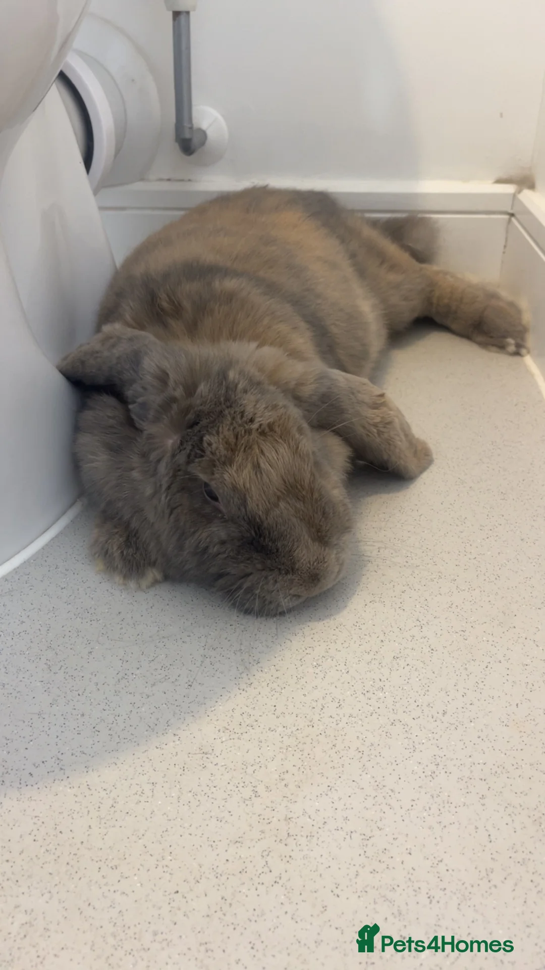 French Lop rabbits for sale: Rabbit for sale  in Colchester - Advert 2