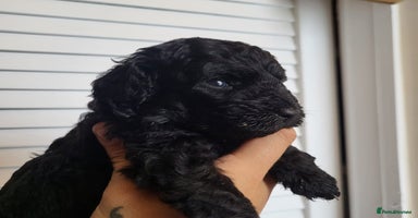 Miniature Poodle dogs - Advert 9