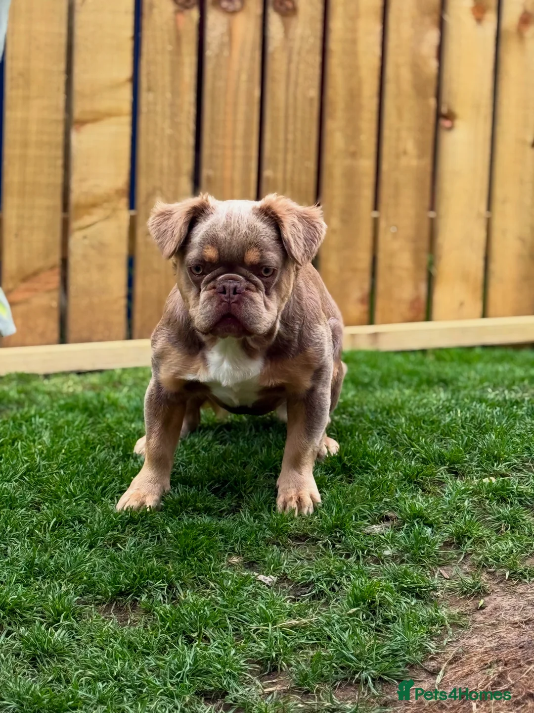 French Bulldog dogs for sale: 💥OUTSTANDING QUALITY FRENCHBULLDOG PUPS💥 - Advert 2