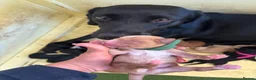 Mixed Breed dogs for sale: Labrador x puppies  - Advert 11