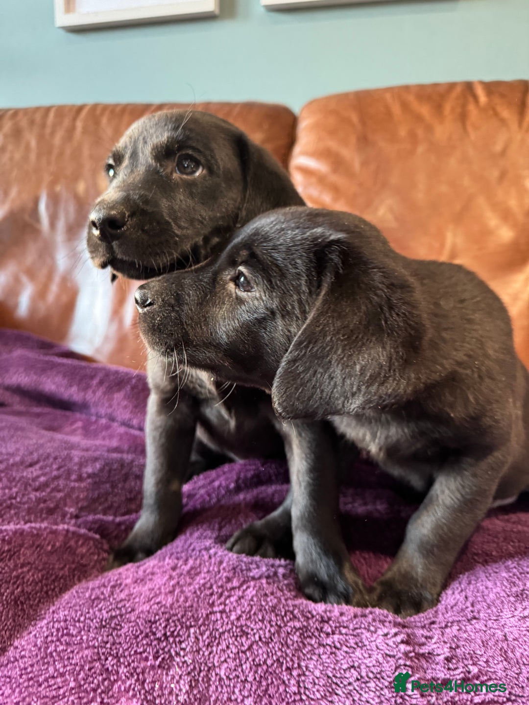 Labrador Retriever dogs for sale: Black Labrador Puppies, 5* Licensed Breeder - Advert 25