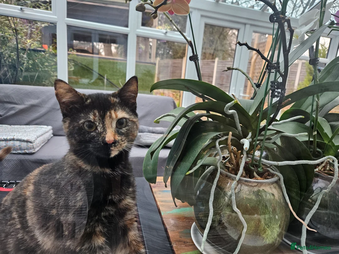 Mixed Breed cats for sale: Lovely kittens,2 sisters! - Advert 6