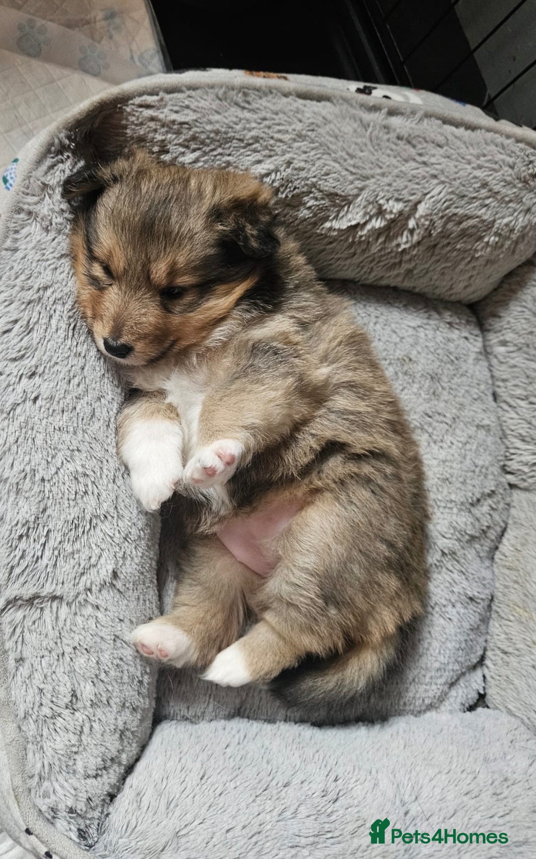 Shetland Sheepdog dogs for sale: Shetland sheepdog puppy looking for forever home - Advert 4