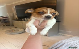 Mixed Breed dogs for sale: Jack Russell Chihuahua Puppy’s🐾🐾  - Image 1