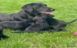 Labrador Retriever dogs for sale: Kc reg black working Labrador puppies  - Image 1